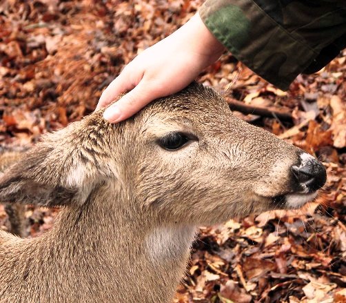 Sensory Experiences in a Deer Valley, HR